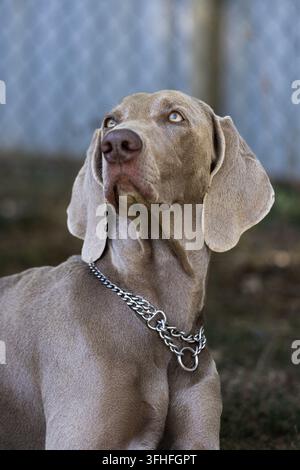 Un chien Weimaraner gris argenté portant un collier chaîne regarde vers le haut dans un portrait en gros plan en extérieur. Banque D'Images