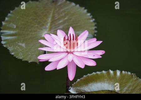 Fleur de lotus rose (Nelumbo nucifera) en fleurs sur un étang à Bali, Indonésie Banque D'Images
