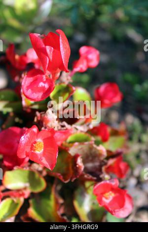 Fleurs de bégonia rouge vif Begonia semperflorens en fleurs dans un parterre de jardin Banque D'Images