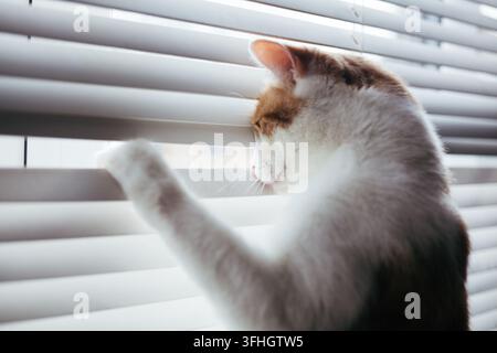 un chat blanc et roux à poils tigrés jetant un coup d'œil à travers les stores de bureau blancs Banque D'Images