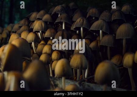 Colonie dense de petits champignons sauvages poussant ensemble sur un sol forestier en Irlande Banque D'Images