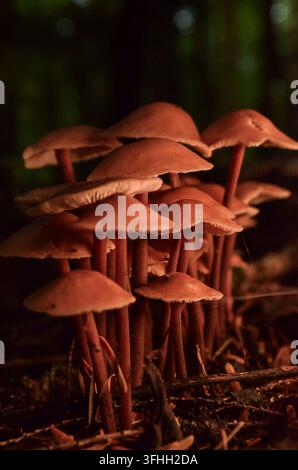 amas de petits champignons bruns à lamelles poussant ensemble sur un sol forestier en Irlande Banque D'Images