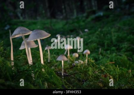 Groupe de champignons sauvages poussant ensemble parmi la mousse verte sur le sol d'une forêt en Irlande Banque D'Images