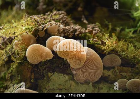 Amas de champignons à lames pâles poussant sur du bois couvert de mousse dans une forêt irlandaise Banque D'Images