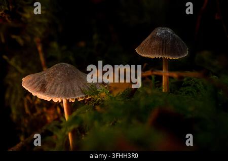 Deux champignons sauvages à chapeaux foncés en forme de cloche poussant sur un sol boisé moussu en Irlande Banque D'Images