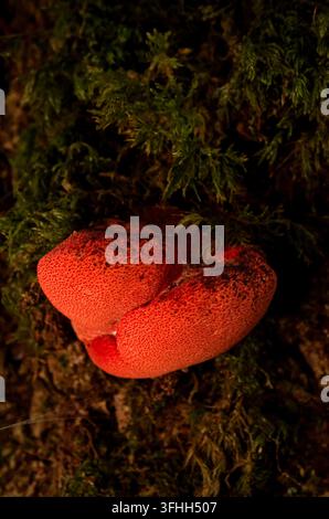 Champignon sauvage rouge à chapeau texturé poussant parmi la mousse verte sur le sol d'une forêt en Irlande Banque D'Images