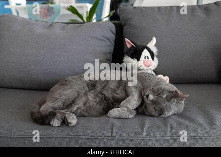 Chat gris dormant sur le canapé avec un jouet en peluche à la maison Banque D'Images