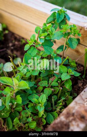 Plantes d'origan vert frais poussant dans la terre à l'intérieur d'une jardinière surélevée en bois. Banque D'Images