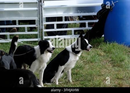 Lauder, Royaume-Uni. 17 sep, 2026. Jour un des essais mondiaux de chiens de berger de l'ISDS (International Sheep Dog Society) qui se tiennent à la Huntington Farm, près de Lauder dans les Borders écossais. 17-20 septembre 2026. (Crédit image : Rob Gray/Alamy Live News) Banque D'Images