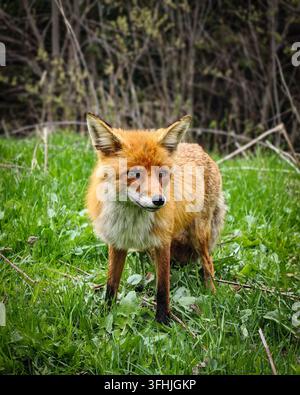 Renard roux sauvage (Vulpes vulpes) debout dans l'herbe verte des montagnes de Rarau près de Campulung Moldovenesc, Bucovina, Roumanie. Banque D'Images