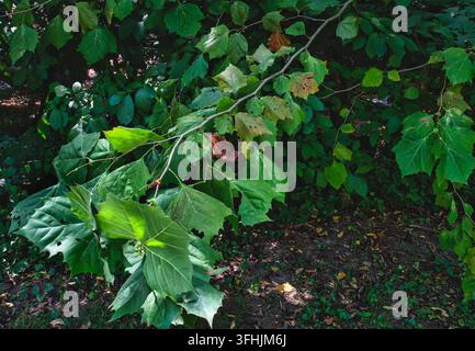 Un platane d'Amérique (Platanus occidentalis), reconnu par ses grandes feuilles vertes lobées Banque D'Images