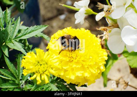 gros plan d'une bourdon à queue fauve pollinisant une fleur de souci jaune vif dans un jardin ensoleillé d'été. Banque D'Images