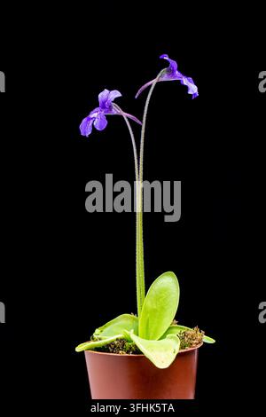 Butterwort à grandes fleurs, Pinguicula grandiflora, en culture. Famille Lentibulariaceae. Banque D'Images