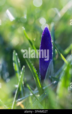 Bourgeon de fleur de crocus violet recouvert de rosée matinale émergeant parmi l'herbe verte dans une lumière naturelle douce. Banque D'Images