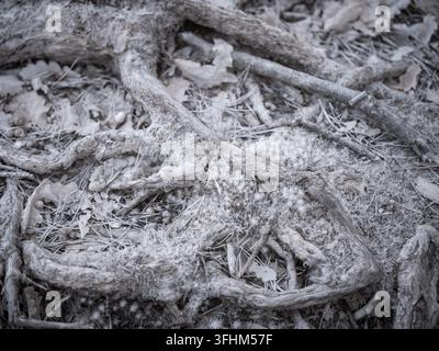 Les racines s'entrelacent avec des feuilles sèches et de la terre sur le sol de la forêt, capturées à l'aide d'un filtre infrarouge. La scène montre les détails uniques de la nature dans une vi Banque D'Images