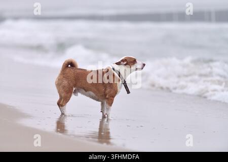 Chien brun et blanc debout dans les vagues peu profondes d'une plage de sable, observant les vagues qui déferlent sous un ciel nuageux, exprimant la liberté côtière et la compagnie en plein air Banque D'Images