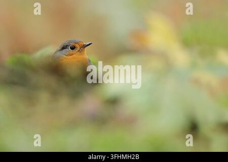 European robin (Erithacus rubecula aux abords) Banque D'Images