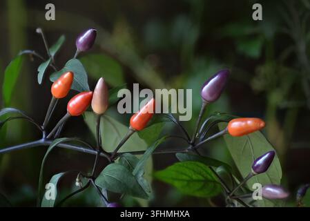 Poivrons colorés (Capsicum annuum var. Bolivian Rainbow) alias lila luzi ou lila péruvien cultivés comme plante ornementale mais aussi utiles pour rehausser le goût Banque D'Images