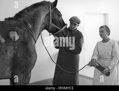 Un vétérinaire prélevant un échantillon de sang chez un cheval, 1941. Banque D'Images