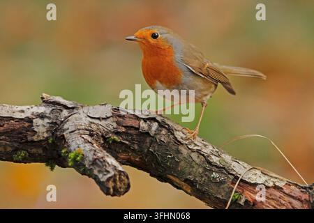 European robin (Erithacus rubecula aux abords) Banque D'Images