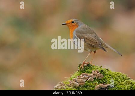 European robin (Erithacus rubecula aux abords) Banque D'Images