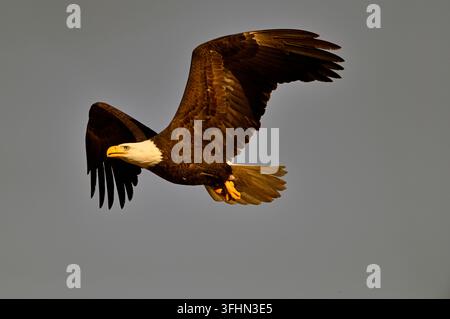 Aigle à tête blanche volant au-dessus de la rivière Kooenai. Troy, Montana. Banque D'Images