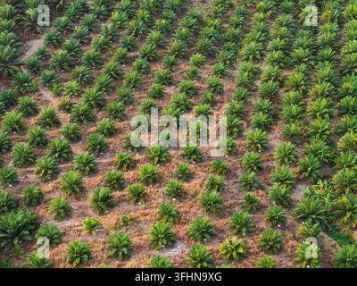Vue aérienne d'une plantation de palmiers à huile avec des rangées d'arbres jeunes et un sol sec à Anggana, Kalimantan oriental, Indonésie. Banque D'Images