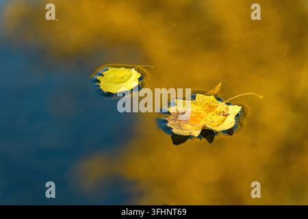Feuilles tombées flottant sur l'eau en automne. Banque D'Images