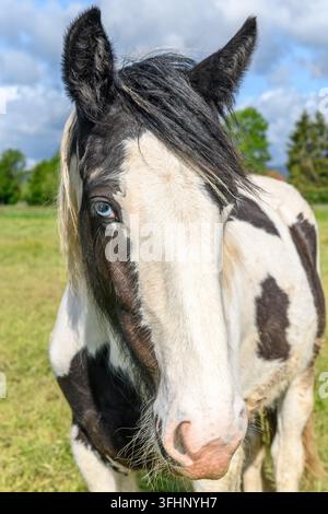 Portrait d'un cheval Cob irlandais aux yeux bleus. Banque D'Images