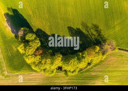 Vue aérienne d'un groupe d'arbres verts luxuriants projetant de longues ombres sur un champ agricole vibrant dans la région de Kashubie, Voïvodie de Poméranie Banque D'Images