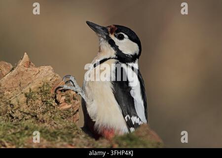 Pic vert, Dendrocopos major, Pic vert, Grand pic Banque D'Images