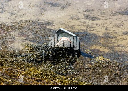 Vue à angle élevé des déchets marins sur la rive d'un estuaire, cône de signalisation abandonné recouvert de varech, mettant en lumière les problèmes de pollution plastique côtière Banque D'Images