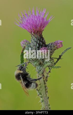 Les bourdons (Bombus hortorum jardin) Banque D'Images