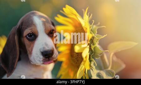 Petit chiot beagle renifle une fleur de tournesol dans un champ. Les beagles ont toujours faim, régime, publicité pour aliments pour animaux, nourriture pour chien, conce Banque D'Images