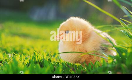 Petit poulet jaune assis dans l'herbe verte, bougeant la tête et picorant l'herbe. Gros plan Banque D'Images