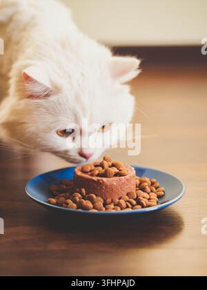 Fourrure blanche, un chat mange avec plaisir au sec et aliments en conserve. Scottish Highland straight. Banque D'Images