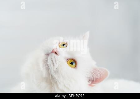 Portrait d'un chat écossais à poils droits des hautes terres blanc et duveteux isolé sur un fond blanc de studio. Mignon petit chat ou chaton wi Banque D'Images