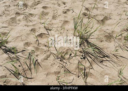 Surface de sol sablonneuse avec un relief irrégulier. Des touffes clairsemées d'herbes sauvages vertes et minces poussent à travers le sable Banque D'Images