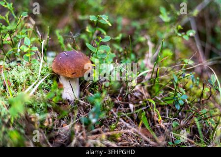 Champignon Bolet Brun sauvage poussant sur le sol de la forêt. Champignon Bolet Brun sauvage poussant parmi la mousse, l'herbe et la végétation basse de la forêt sur un sol boisé Banque D'Images