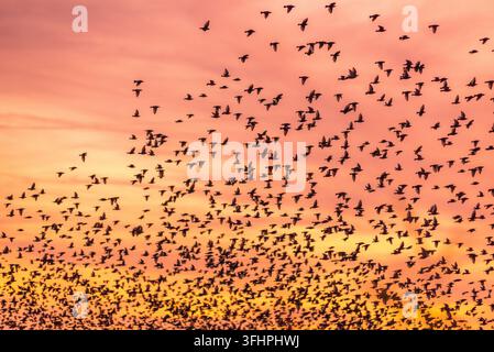Vol de étourneaux (Sturnus vulgaris) dans un ciel orangé au coucher du soleil. Banque D'Images