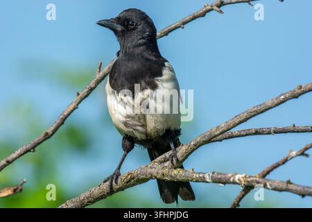 La Magpie eurasienne (Pica pica) perchée sur une branche au printemps. Alsace, France. Banque D'Images