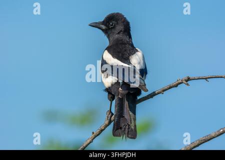 La Magpie eurasienne (Pica pica) perchée sur une branche au printemps. Alsace, France. Banque D'Images