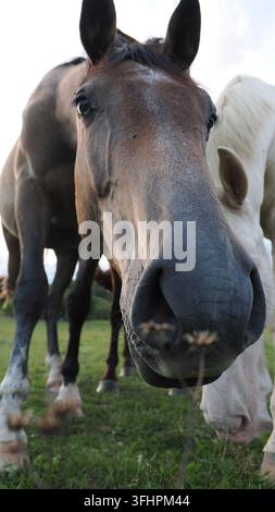 Gros plan en contre-plongée d'un cheval s'approchant de la caméra dans un pré, mettant en évidence les traits du visage, la curiosité et l'interaction avec le spectateur. Banque D'Images