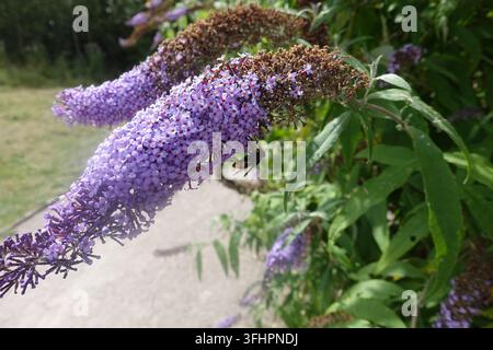 Grossissement d'une mouche volantine se nourrissant d'une pointe de fleur de Buddleja violette, entourée d'un feuillage vert et de plantes en fleurs en été Banque D'Images