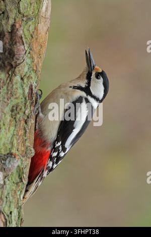 Pic vert, Dendrocopos major, Pic vert, Grand pic Banque D'Images