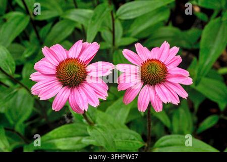 Deux fleurs d'échinacée (fleur coneflower violette) dans l'ombre après la pluie avec du feuillage en arrière-plan. Banque D'Images