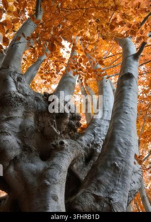 Un grand arbre à écorce texturée et feuilles d'automne orange vives, créant une atmosphère calme et naturelle, Chêne aux feuilles orange en automne Banque D'Images