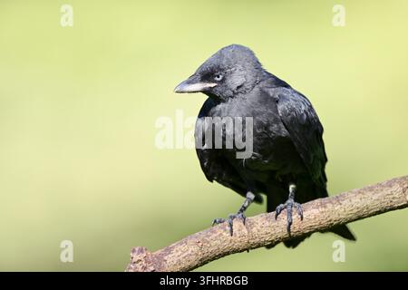 Geai des chênes (Corvus monedula), un jeune oiseau perché sur une branche, Rhénanie du Nord-Westphalie, Allemagne Banque D'Images