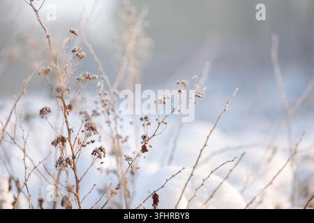 Épilets de grès secs avec cristaux de glace et cristaux de glace sur un fond flou naturel. Paysage naturel en hiver. Brouillard avec t Banque D'Images