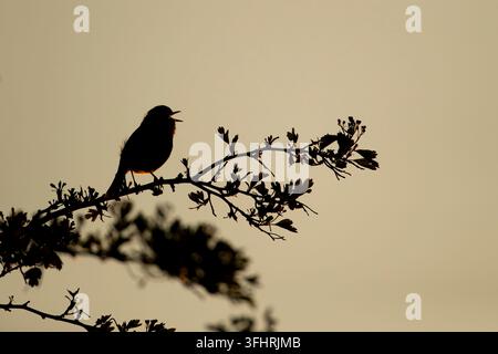 Roitelet trochile d'Europe (Erithacus rubecula) oiseau de jardin adulte chantant dans une silhouette de haie au coucher du soleil au printemps, Angleterre, Royaume-Uni Banque D'Images